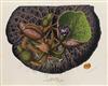 (BOTANICAL.) Le Maire, Charles; and others. Flore des Serres et des Jardins de l''Europe.